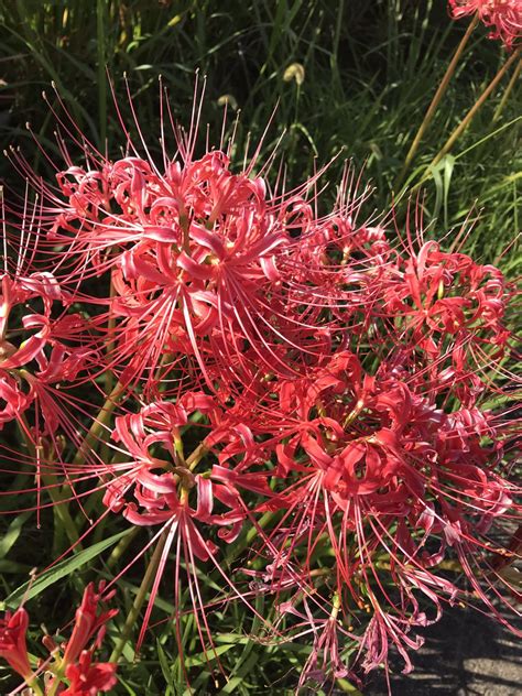 紅蓮華 彼岸花|ヒガンバナ